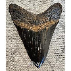 Megalodon Tooth complete fantastic condition 4 3/8 thick and heavy
