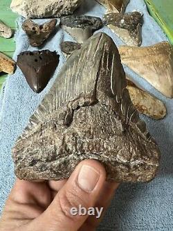 Megalodon shark tooth