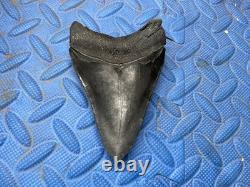 Megalodon shark tooth 4.46 inch fossil from SC