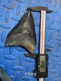 Megalodon shark tooth 4.46 inch fossil from SC