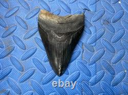 Megalodon shark tooth 4.46 inch fossil from SC