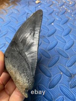Megalodon shark tooth 4.46 inch fossil from SC