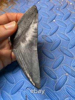 Megalodon shark tooth 4.46 inch fossil from SC