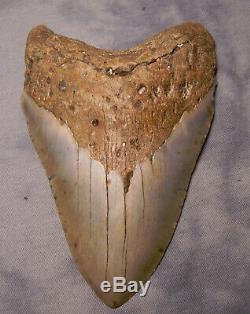 Megalodon shark tooth 5 1/4 fossil teeth jaw megladon GIANT withdisplay