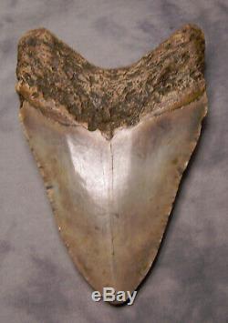 Megalodon shark tooth 5 1/4 fossil teeth jaw megladon GIANT withdisplay
