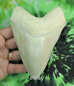 Megalodon shark tooth 5.1'' inch CARIBBEAN BEAUTY! Fossil sharks teeth tooth