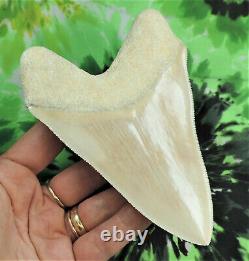 Megalodon shark tooth 5.1'' inch CARIBBEAN BEAUTY! Fossil sharks teeth tooth