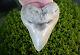 Megalodon Shark Tooth 5.45 Inch Aurora Lee Creek Fossil Heart Shape White Color