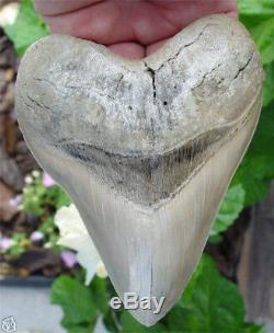Megalodon shark tooth 5.45 inch Aurora Lee Creek fossil heart shape white color