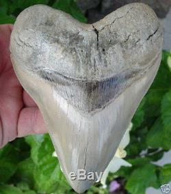 Megalodon shark tooth 5.45 inch Aurora Lee Creek fossil heart shape white color