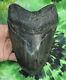 Megalodon Shark Tooth 6 11/16 Inch Huge! Fossil Sharks Teeth Tooth
