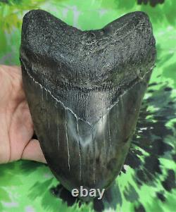 Megalodon shark tooth 6 11/16 inch HUGE! Fossil sharks teeth tooth