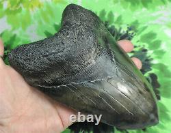 Megalodon shark tooth 6 11/16 inch HUGE! Fossil sharks teeth tooth