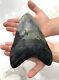 Megalodon Shark Tooth 6 1/8 Teeth Fossil Meg Jaw Xxxl Giant Withdisplay Repaired
