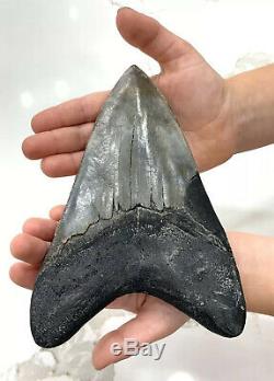 Megalodon shark tooth 6 1/8 teeth fossil MEG jaw XXXL GIANT withdisplay Repaired