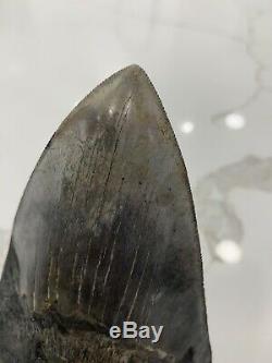 Megalodon shark tooth 6 1/8 teeth fossil MEG jaw XXXL GIANT withdisplay Repaired
