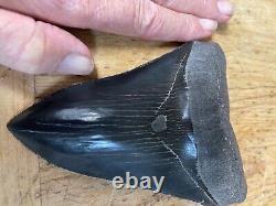 Megalodon shark tooth MUSEUM QUALITY 5.75 inch fossil massive tooth, TOP SHELF