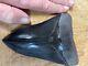 Megalodon Shark Tooth Museum Quality 5.75 Inch Fossil Massive Tooth, Top Shelf