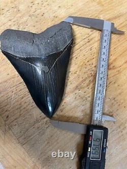 Megalodon shark tooth MUSEUM QUALITY 5.75 inch fossil massive tooth, TOP SHELF