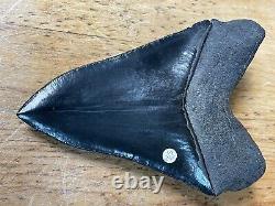 Megalodon shark tooth MUSEUM QUALITY 5.75 inch fossil massive tooth, TOP SHELF