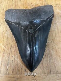 Megalodon shark tooth MUSEUM QUALITY 5.75 inch fossil massive tooth, TOP SHELF