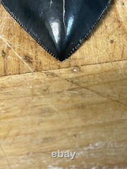 Megalodon shark tooth MUSEUM QUALITY 5.75 inch fossil massive tooth, TOP SHELF