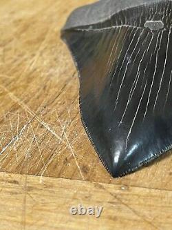 Megalodon shark tooth MUSEUM QUALITY 5.75 inch fossil massive tooth, TOP SHELF