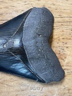 Megalodon shark tooth MUSEUM QUALITY 5.75 inch fossil massive tooth, TOP SHELF