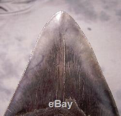 Megalodon shark tooth Megladon shark teeth SERRATED 5 1/4 fossil jaw POLISHED