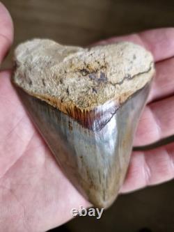 Megalodon shark tooth fossil. 10cm