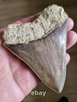 Megalodon shark tooth fossil. 10cm
