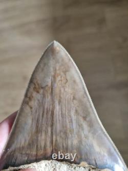 Megalodon shark tooth fossil. 10cm