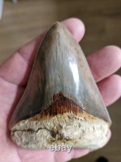 Megalodon shark tooth fossil. 10cm