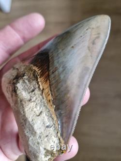 Megalodon shark tooth fossil. 10cm