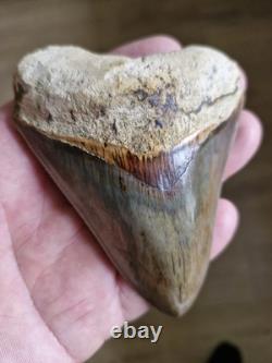 Megalodon shark tooth fossil. 10cm