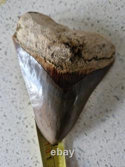 Megalodon shark tooth fossil. 10cm