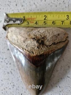 Megalodon shark tooth fossil. 10cm