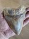 Megalodon Shark Tooth Fossil. 13cm