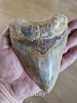 Megalodon shark tooth fossil. 13cm