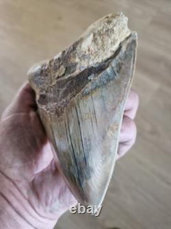 Megalodon shark tooth fossil. 13cm