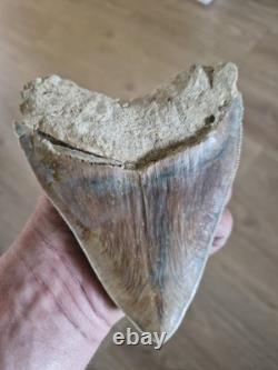 Megalodon shark tooth fossil. 13cm