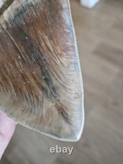 Megalodon shark tooth fossil. 13cm