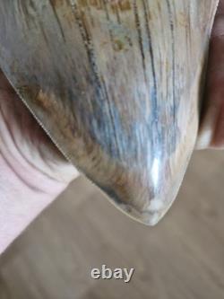 Megalodon shark tooth fossil. 13cm