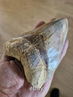 Megalodon shark tooth fossil. 13cm