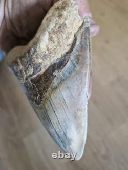 Megalodon shark tooth fossil. 13cm