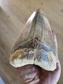 Megalodon shark tooth fossil. 13cm