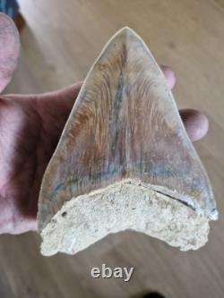 Megalodon shark tooth fossil. 13cm