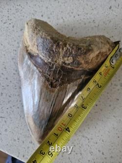 Megalodon shark tooth fossil. 13cm