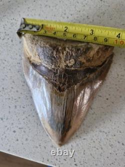 Megalodon shark tooth fossil. 13cm