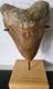 Megalodon Shark Tooth Fossil. 5.118 Inches